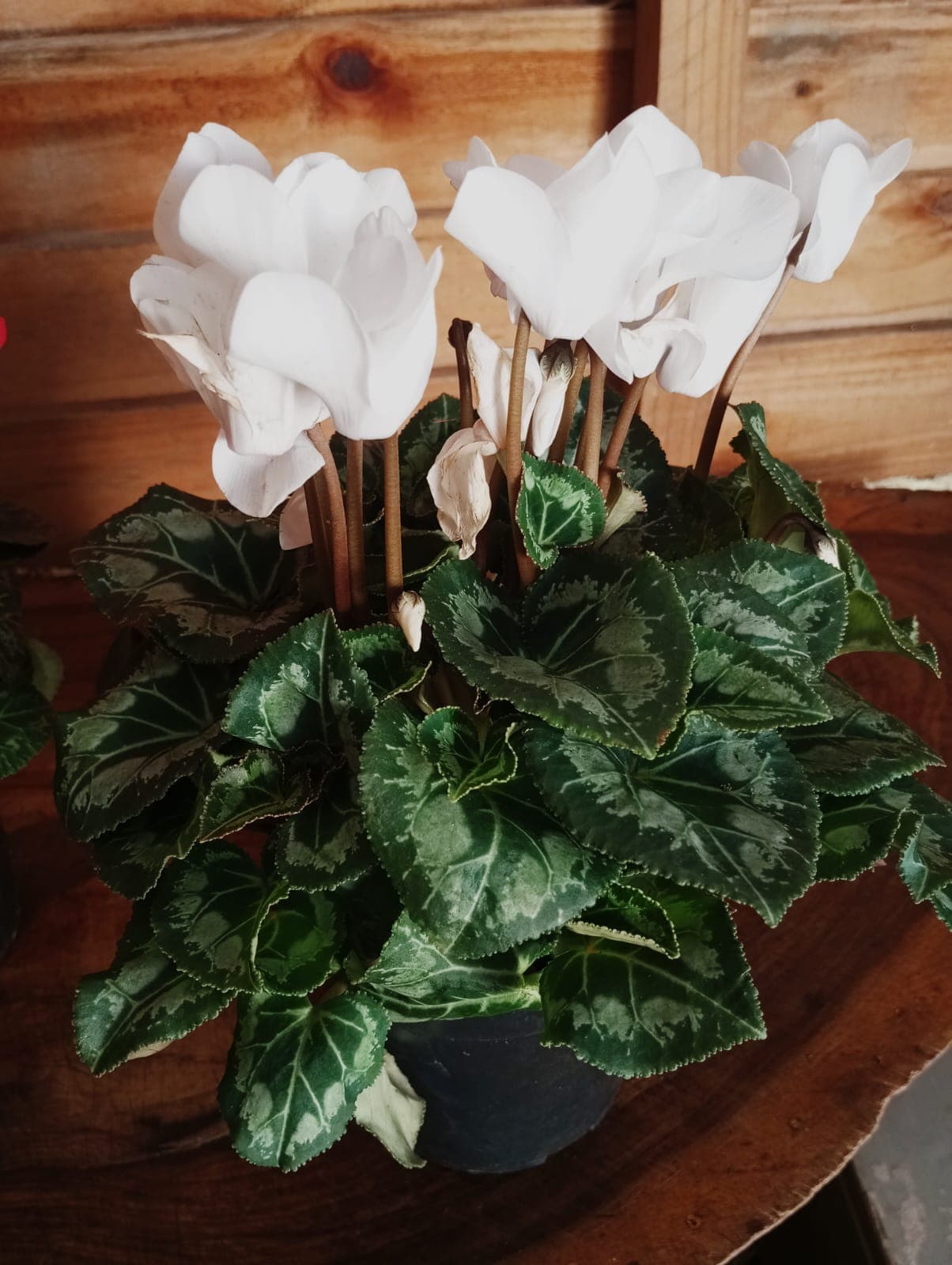 Cyclamen